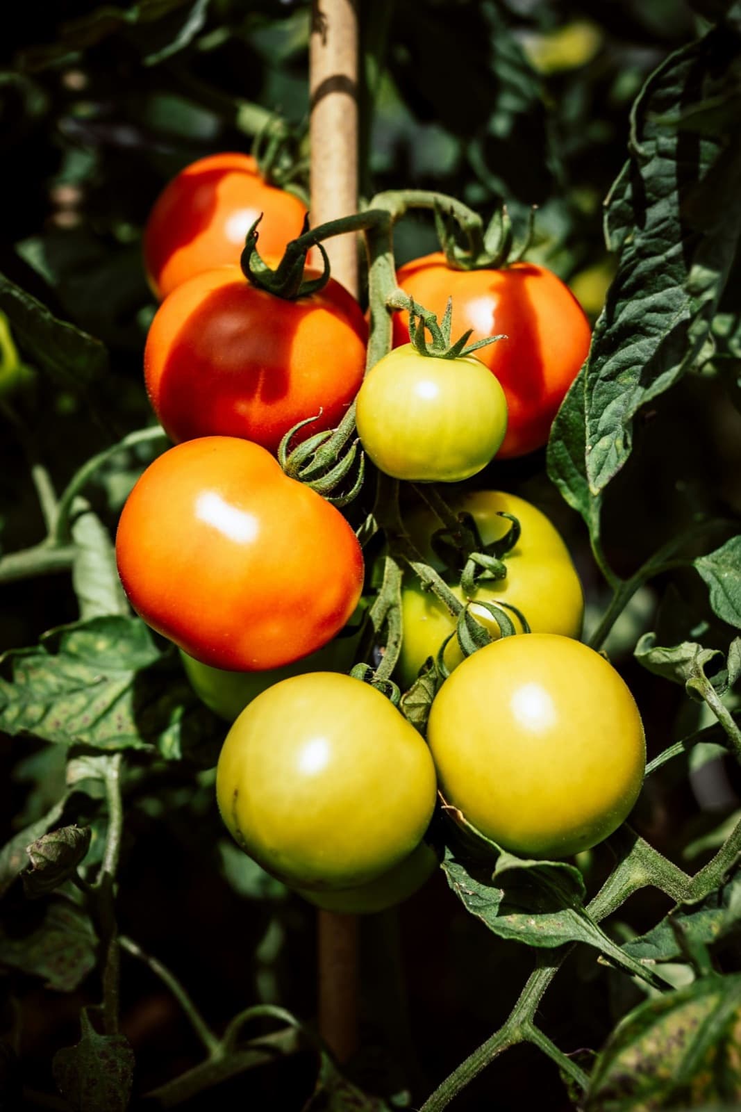 Ripening tomatoes on the vine, some red and some still green